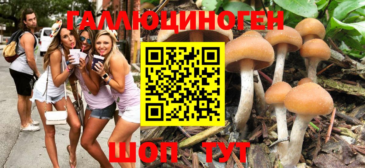 Родники  Псилоцибиновые грибы GOLDEN TEACHER  Вход с VPN 